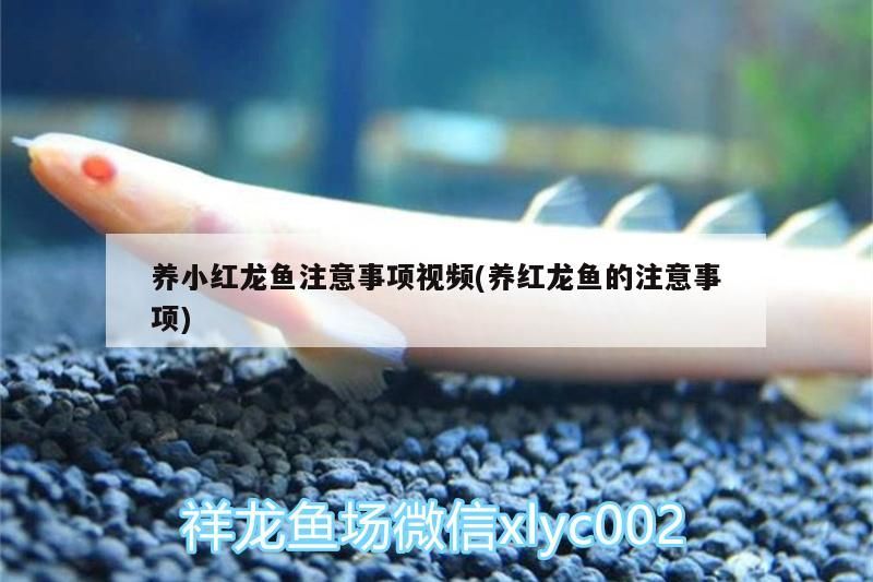福龍 養小紅龍魚注意事項視頻(養紅龍魚的注意事項) 觀賞魚百科 養小紅龍魚注意事項視頻(養紅龍魚的注意事項) 養小紅龍魚注意事項視頻(養紅龍魚的注意事項) 觀賞魚百科