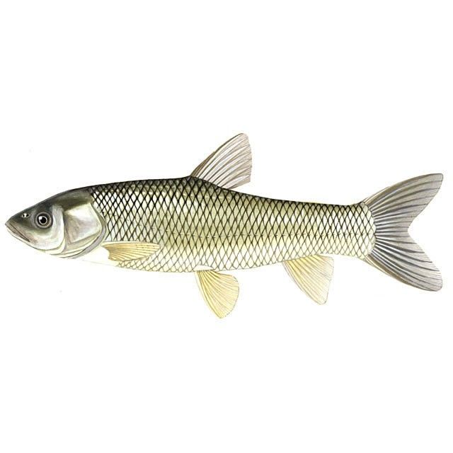 金龍魚和草魚的區別 金龍魚和草魚的區別 觀賞魚百科 第7張