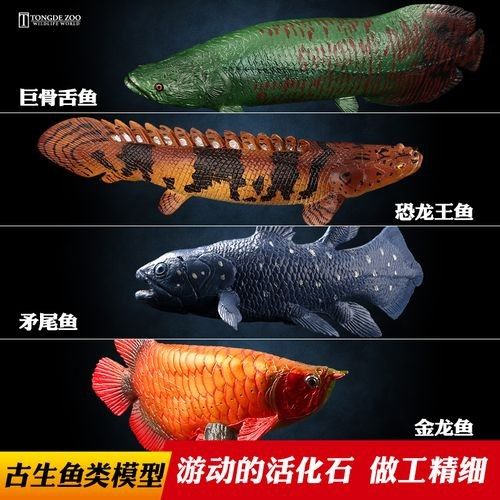 金龍魚和草魚的區別 金龍魚和草魚的區別 觀賞魚百科 第4張