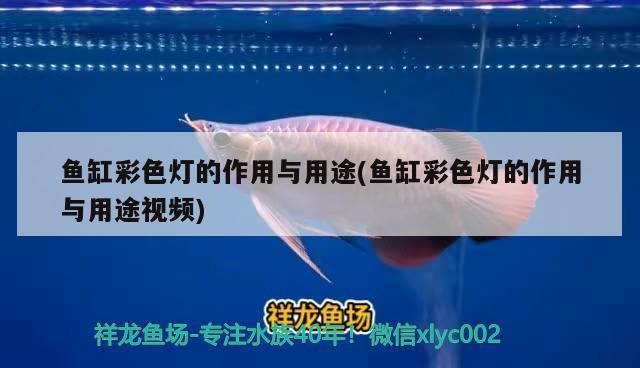 龍魚斷須處理視頻教程，詳細(xì)的龍魚斷須處理視頻教程，如何正確處理龍魚的斷須問題
