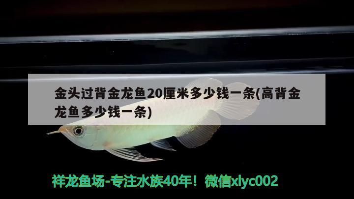 金頭過背金龍魚20厘米多少錢一條(高背金龍魚多少錢一條) 金頭過背金龍魚20厘米多少錢一條(高背金龍魚多少錢一條) 觀賞魚百科 第2張