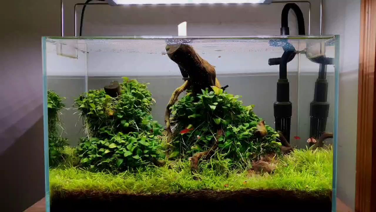 草缸小景