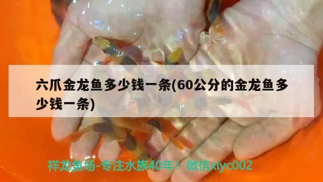 六爪金龍魚多少錢一條(60公分的金龍魚多少錢一條)