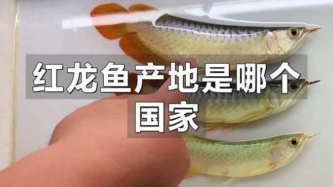 織金紅龍魚
