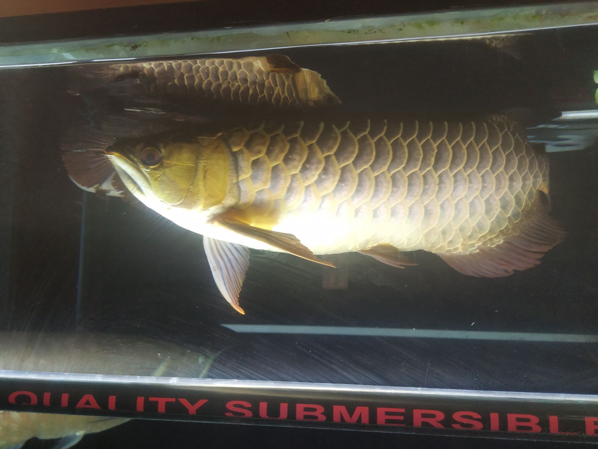 開啟烤魚模式 開啟烤魚模式 觀賞魚百科 第2張