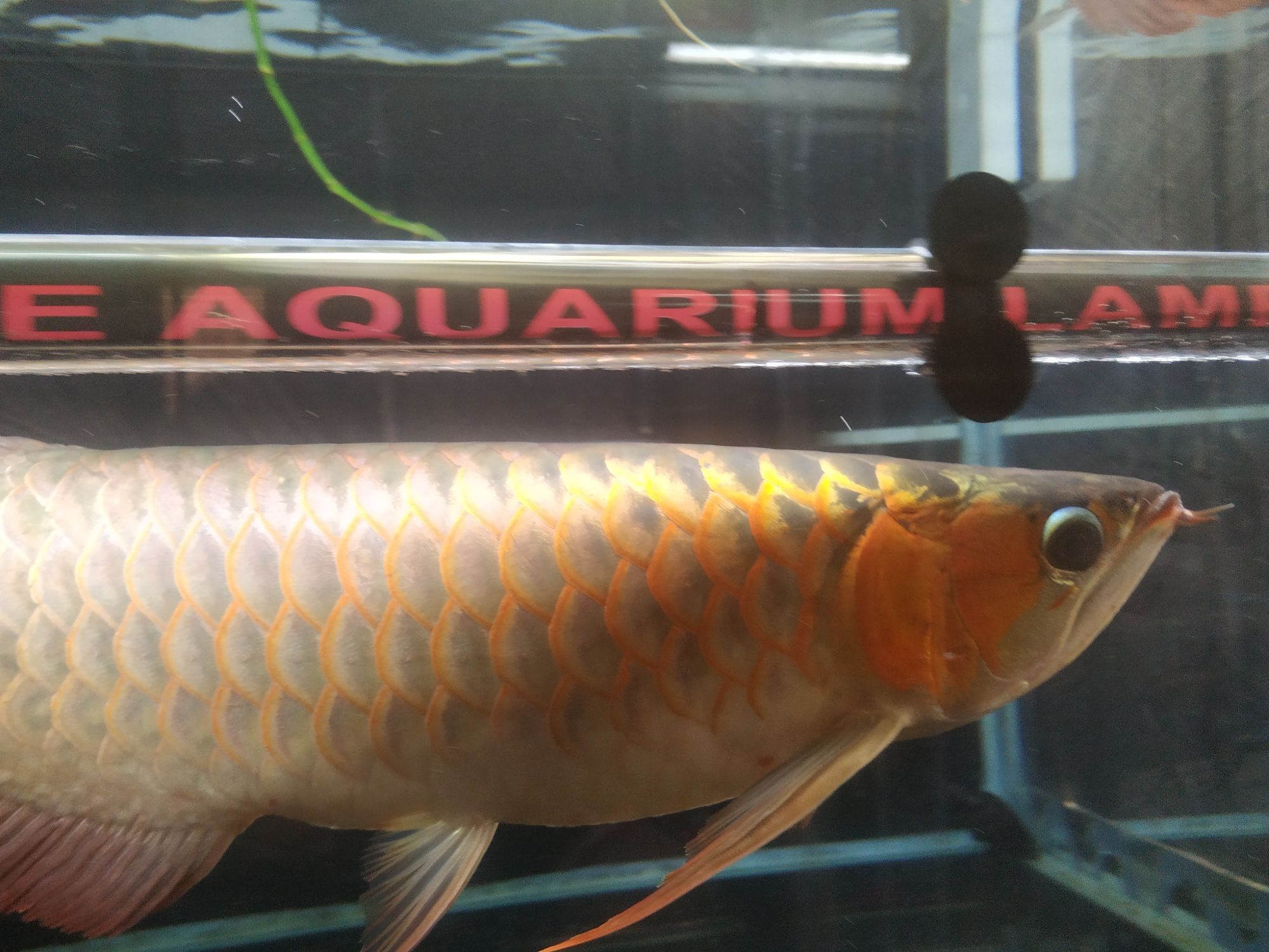 開啟烤魚模式 開啟烤魚模式 觀賞魚百科 第3張