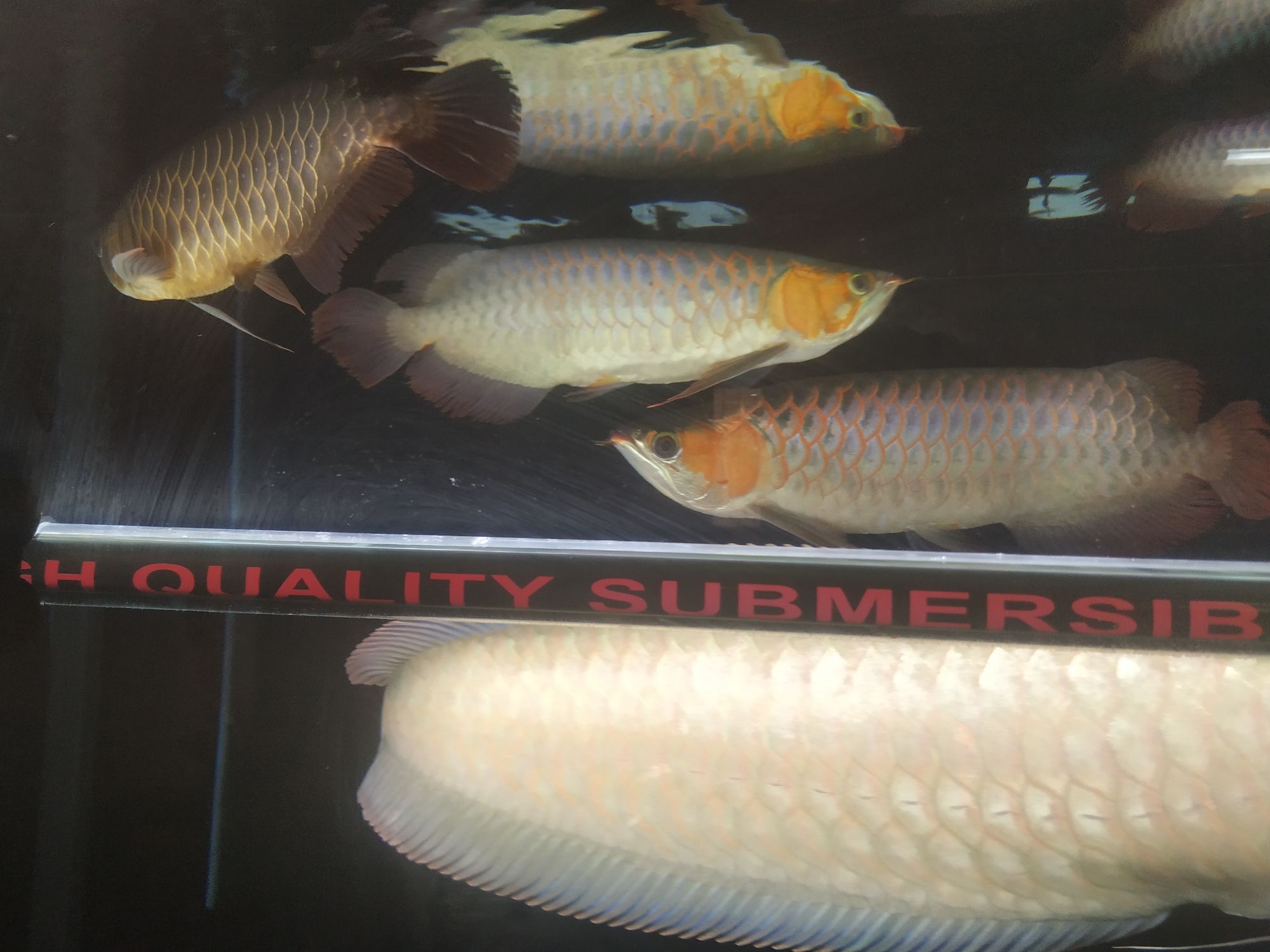 開啟烤魚模式 開啟烤魚模式 觀賞魚百科 第5張
