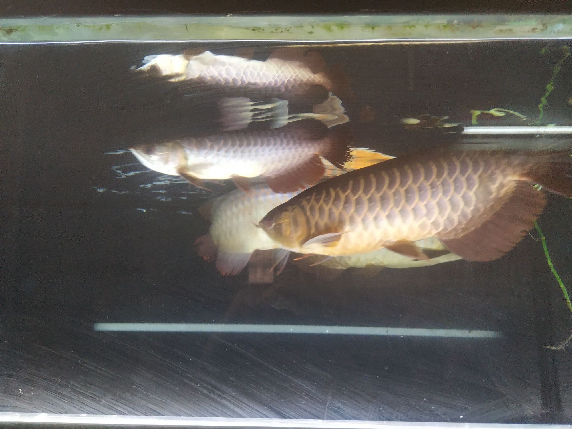開啟烤魚模式 開啟烤魚模式 觀賞魚百科 第4張