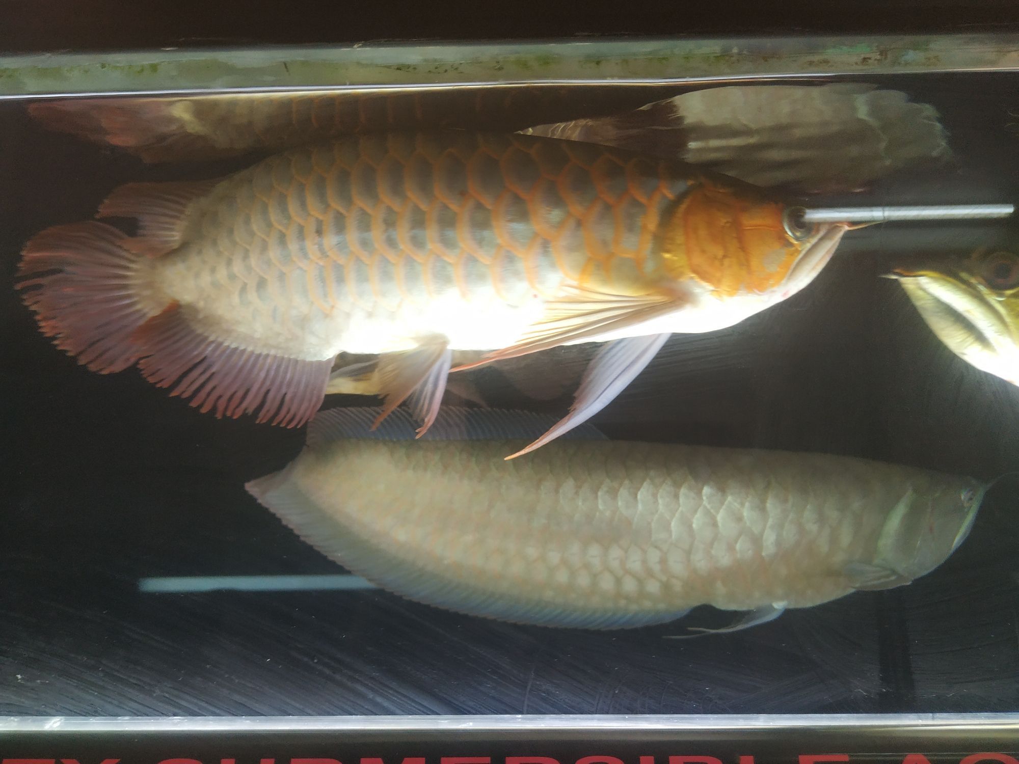 開啟烤魚模式 開啟烤魚模式 觀賞魚百科 第6張