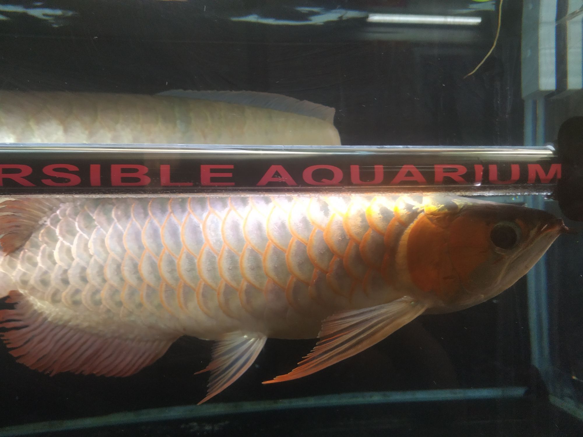 開啟烤魚模式 開啟烤魚模式 觀賞魚百科 第7張
