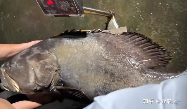 龍蠆魚多少錢一斤