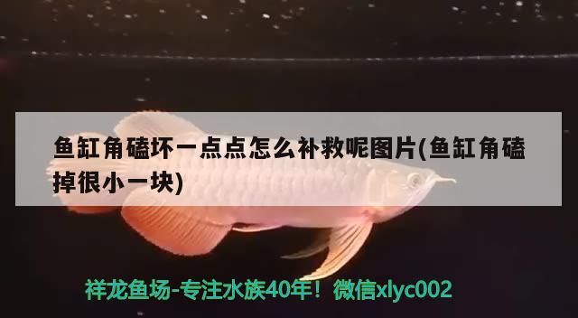 魚缸角磕壞一點點怎么補救呢圖片(魚缸角磕掉很小一塊)