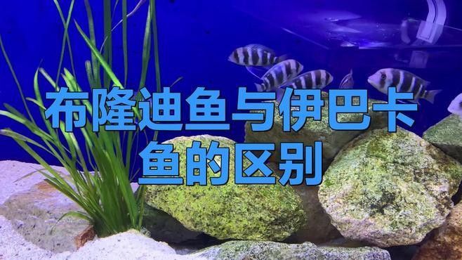 伊巴卡魚和布隆迪魚的區別