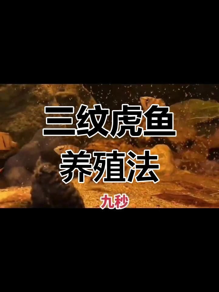 印尼三紋虎最怕三個東西