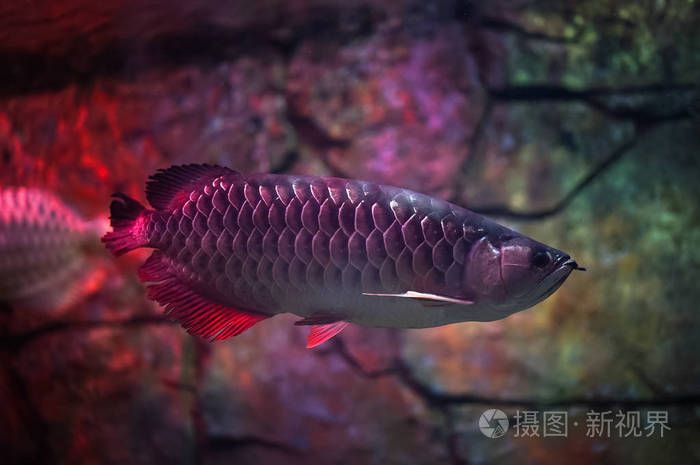 養(yǎng)魚之道養(yǎng)魚過程中的人生感悟 養(yǎng)魚之道養(yǎng)魚過程中的人生感悟 觀賞魚百科