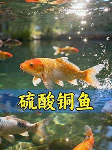 委內瑞拉紅勾丁魚最忌三種藥