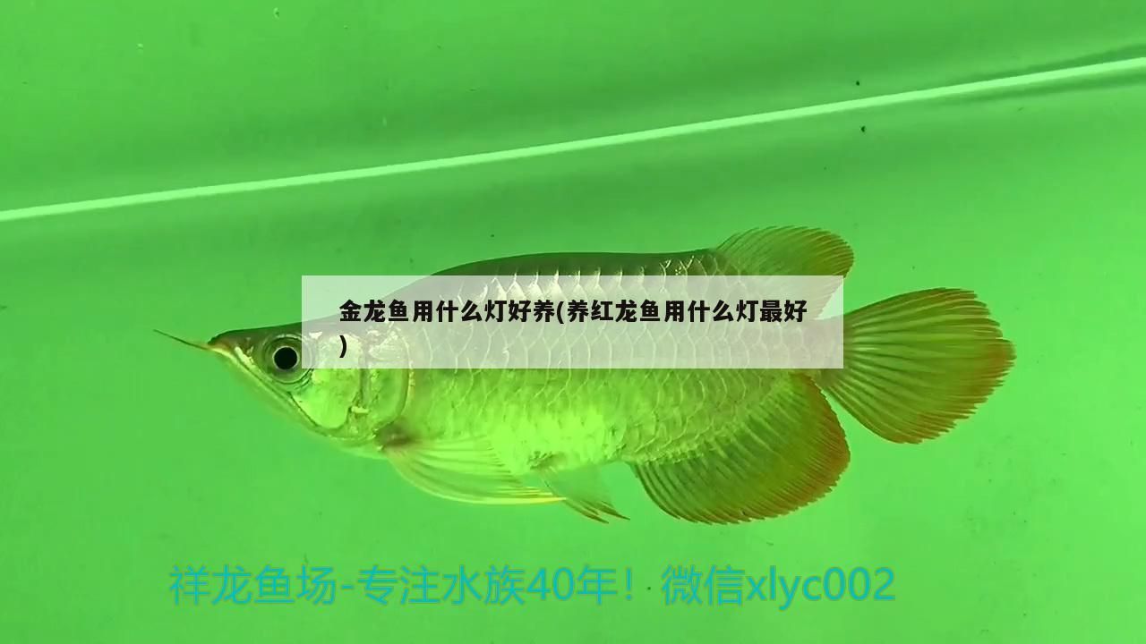 金龍魚用什么燈好養(養紅龍魚用什么燈最好) 金龍魚用什么燈好養(養紅龍魚用什么燈最好) 觀賞魚百科