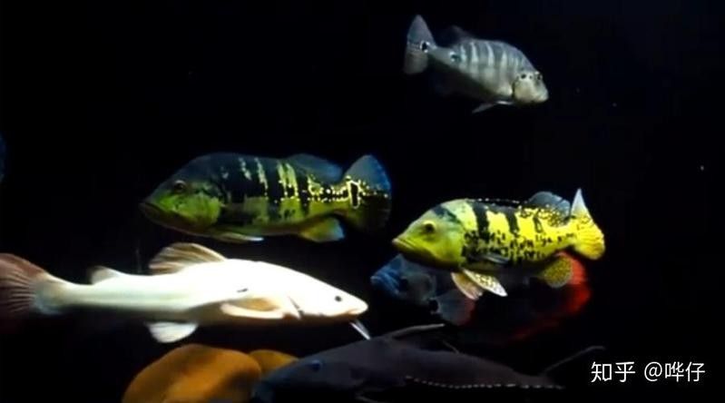 鐵甲武士魚多少錢一條