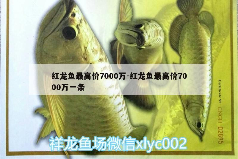 紅龍魚最高價7000萬:紅龍魚最高價7000萬一條 紅龍魚最高價7000萬:紅龍魚最高價7000萬一條 觀賞魚百科