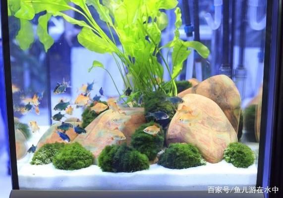 仙游縣鯉城九鯉水族館