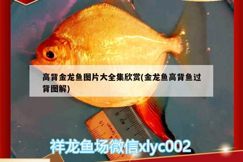 高背金龍魚圖片大全集欣賞(金龍魚高背魚過(guò)背圖解)