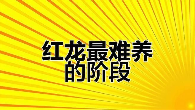 45公分還是橙色的紅龍 45公分還是橙色的紅龍 觀賞魚百科 第1張