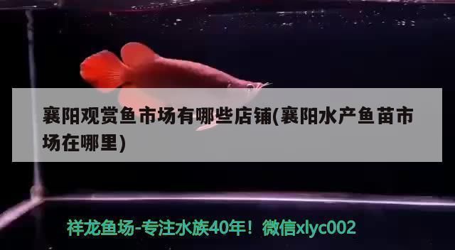 襄樊水族館：襄陽市樊城區新華貴水族館 襄樊水族館：襄陽市樊城區新華貴水族館 觀賞魚百科 第6張