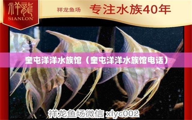 襄樊水族館：襄陽市樊城區新華貴水族館 襄樊水族館：襄陽市樊城區新華貴水族館 觀賞魚百科 第8張