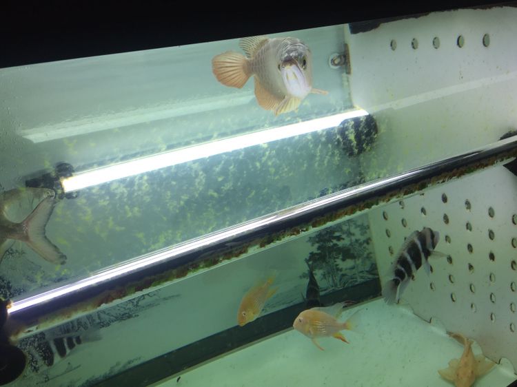 到家50來天
