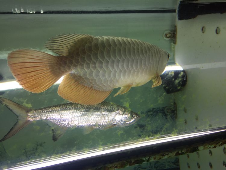 到家50來天