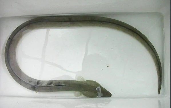 土龍魚野生