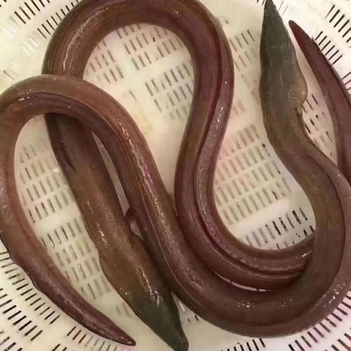 土龍魚野生
