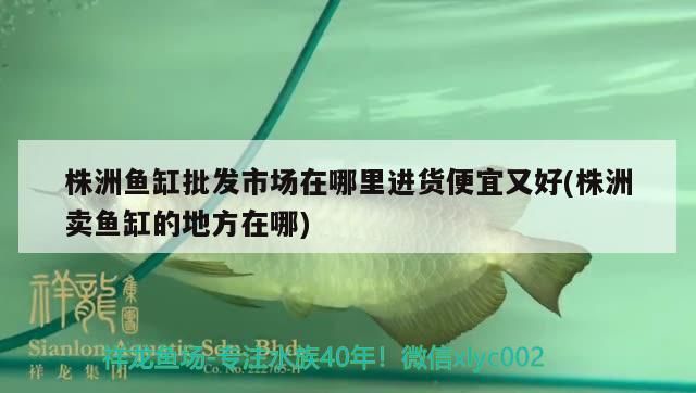 株洲魚缸批發(fā)市場在哪里進(jìn)貨便宜又好(株洲賣魚缸的地方在哪) 株洲魚缸批發(fā)市場在哪里進(jìn)貨便宜又好(株洲賣魚缸的地方在哪) 觀賞魚百科