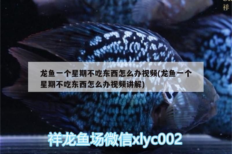 龍魚一個星期不吃東西怎么辦視頻(龍魚一個星期不吃東西怎么辦視頻講解) 觀賞魚百科 龍魚一個星期不吃東西怎么辦視頻(龍魚一個星期不吃東西怎么辦視頻講解) 龍魚一個星期不吃東西怎么辦視頻(龍魚一個星期不吃東西怎么辦視頻講解) 觀賞魚百科