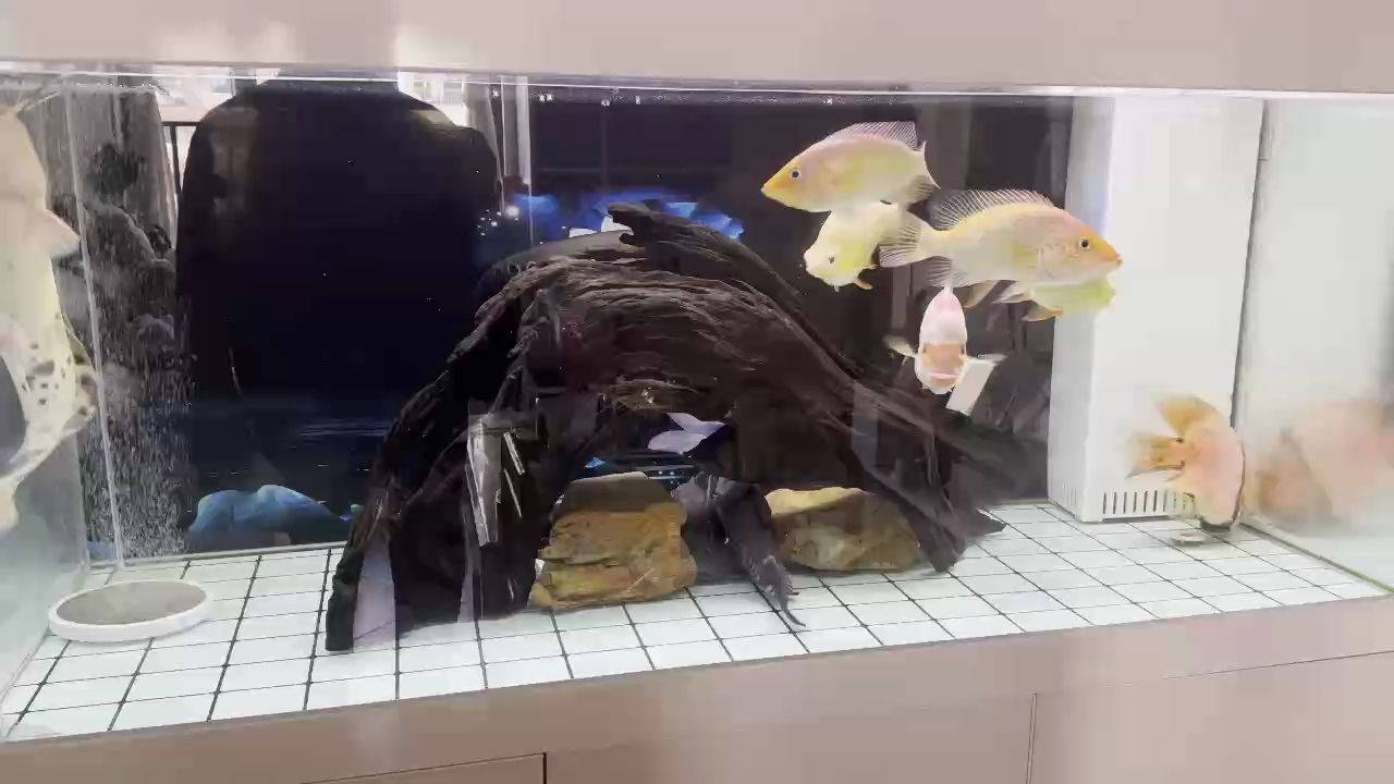 大雜燴 大雜燴 龍魚論壇