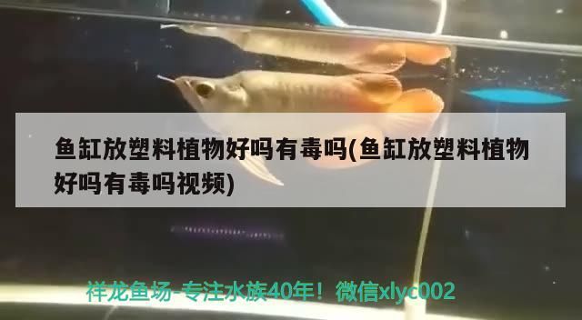 飼料 魚缸放塑料植物好嗎有毒嗎(魚缸放塑料植物好嗎有毒嗎視頻) 觀賞魚百科 魚缸放塑料植物好嗎有毒嗎(魚缸放塑料植物好嗎有毒嗎視頻) 魚缸放塑料植物好嗎有毒嗎(魚缸放塑料植物好嗎有毒嗎視頻) 觀賞魚百科