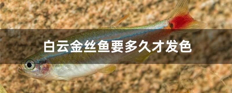 魚缸 紅龍魚發色階段圖片大全欣賞(紅龍魚的發色和喂食與燈光) 觀賞魚百科 紅龍魚發色階段圖片大全欣賞(紅龍魚的發色和喂食與燈光) 紅龍魚發色階段圖片大全欣賞(紅龍魚的發色和喂食與燈光) 觀賞魚百科