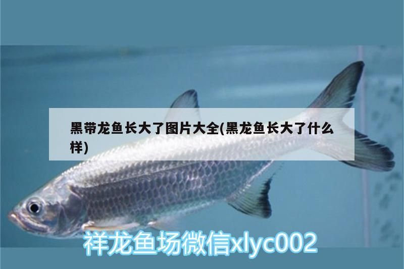 黑帶龍魚長大了圖片大全(黑龍魚長大了什么樣) 黑帶龍魚長大了圖片大全(黑龍魚長大了什么樣) 觀賞魚百科