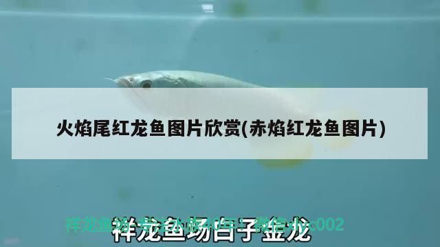 火焰尾紅龍魚圖片欣賞(赤焰紅龍魚圖片) 火焰尾紅龍魚圖片欣賞(赤焰紅龍魚圖片) 觀賞魚百科