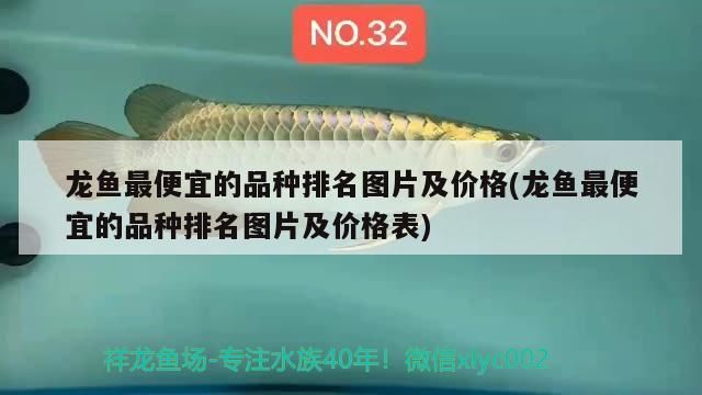龍魚最便宜的品種排名圖片及價格(龍魚最便宜的品種排名圖片及價格表) 龍魚最便宜的品種排名圖片及價格(龍魚最便宜的品種排名圖片及價格表) 觀賞魚百科