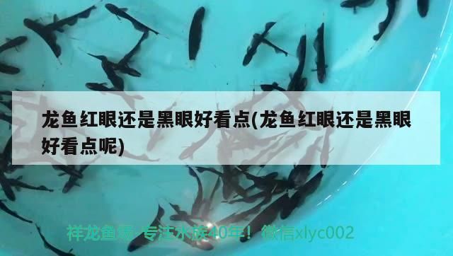 龍魚紅眼還是黑眼好看點(龍魚紅眼還是黑眼好看點呢)