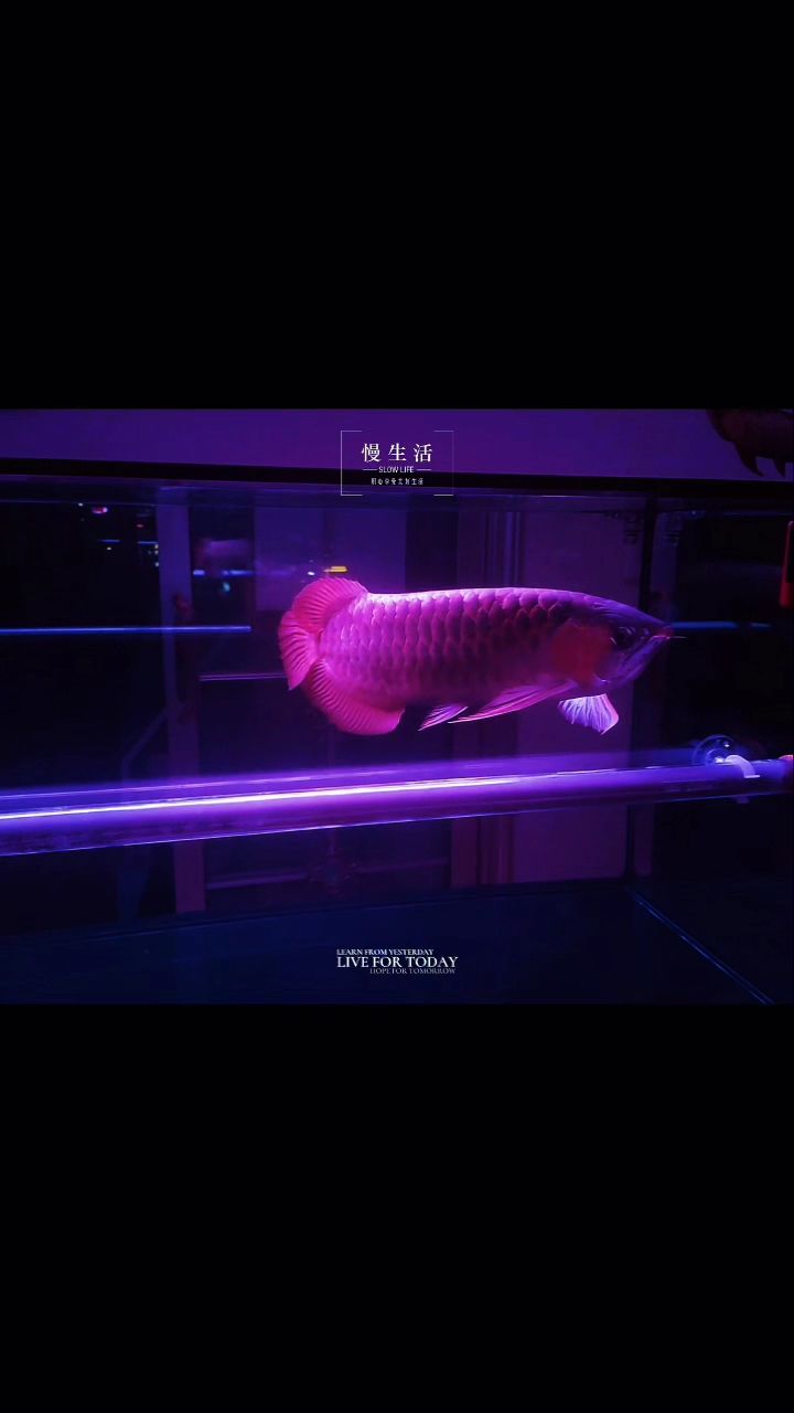 靜觀