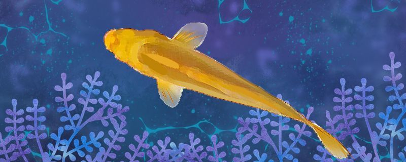 金魚有哪些品種哪種金魚最容易養(yǎng) 觀賞魚百科 第2張 金魚有哪些品種哪種金魚最容易養(yǎng) 金魚有哪些品種哪種金魚最容易養(yǎng) 觀賞魚百科 第2張