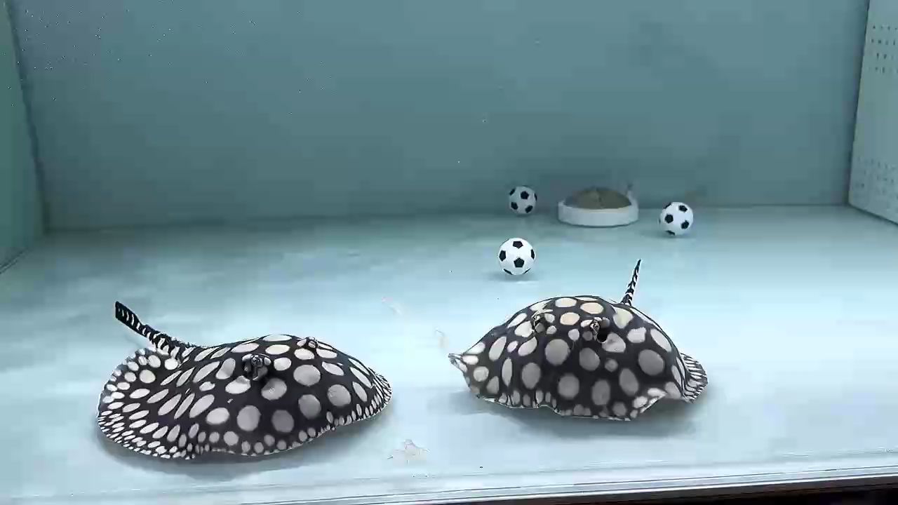 魚缸過濾器選購指南:自制魚缸過濾器魚缸上置過濾器對于養魚愛好者的必備知識 愜意的午后,不妨來賞賞魚,不得不說這對魚兒的觀賞性極佳,越看越喜歡 龍魚論壇 愜意的午后,不妨來賞賞魚,不得不說這對魚兒的觀賞性極佳,越看越喜歡 愜意的午后,不妨來賞賞魚,不得不說這對魚兒的觀賞性極佳,越看越喜歡 龍魚論壇