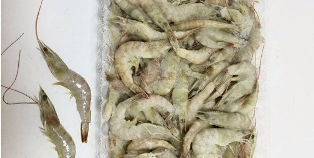 龍魚吃活泥鰍好不好吃 龍魚吃活泥鰍好不好吃 觀賞魚百科 第4張