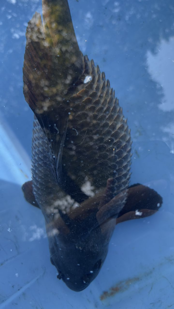 超大魚肚…魚鱗炸開