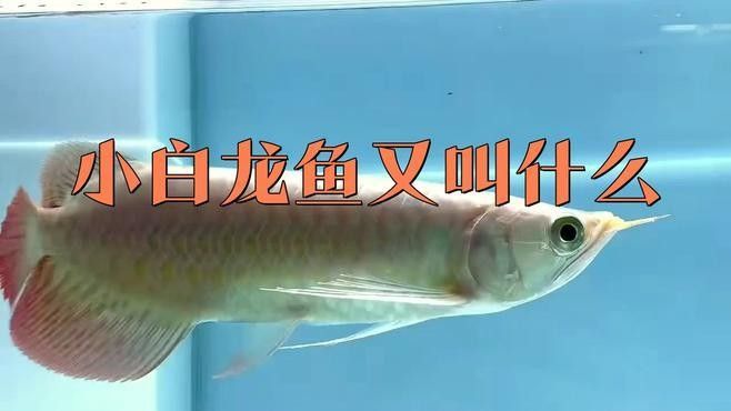 小白龍魚 小白龍魚 觀賞魚百科 第8張