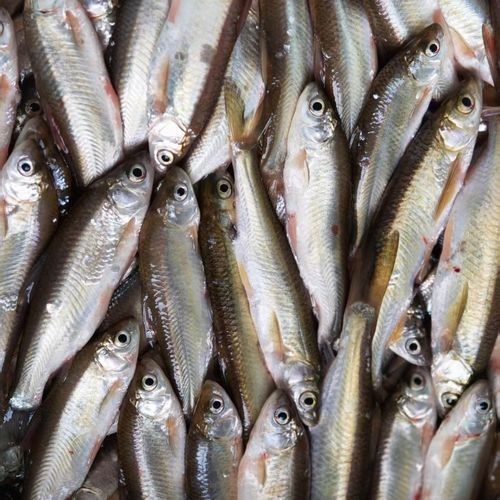 小白龍魚 小白龍魚 觀賞魚百科 第9張