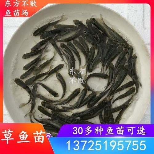 小白龍魚 小白龍魚 觀賞魚百科 第10張