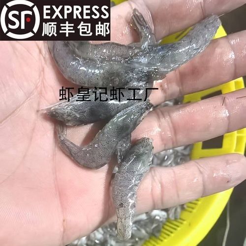 小白龍魚 小白龍魚 觀賞魚百科 第11張
